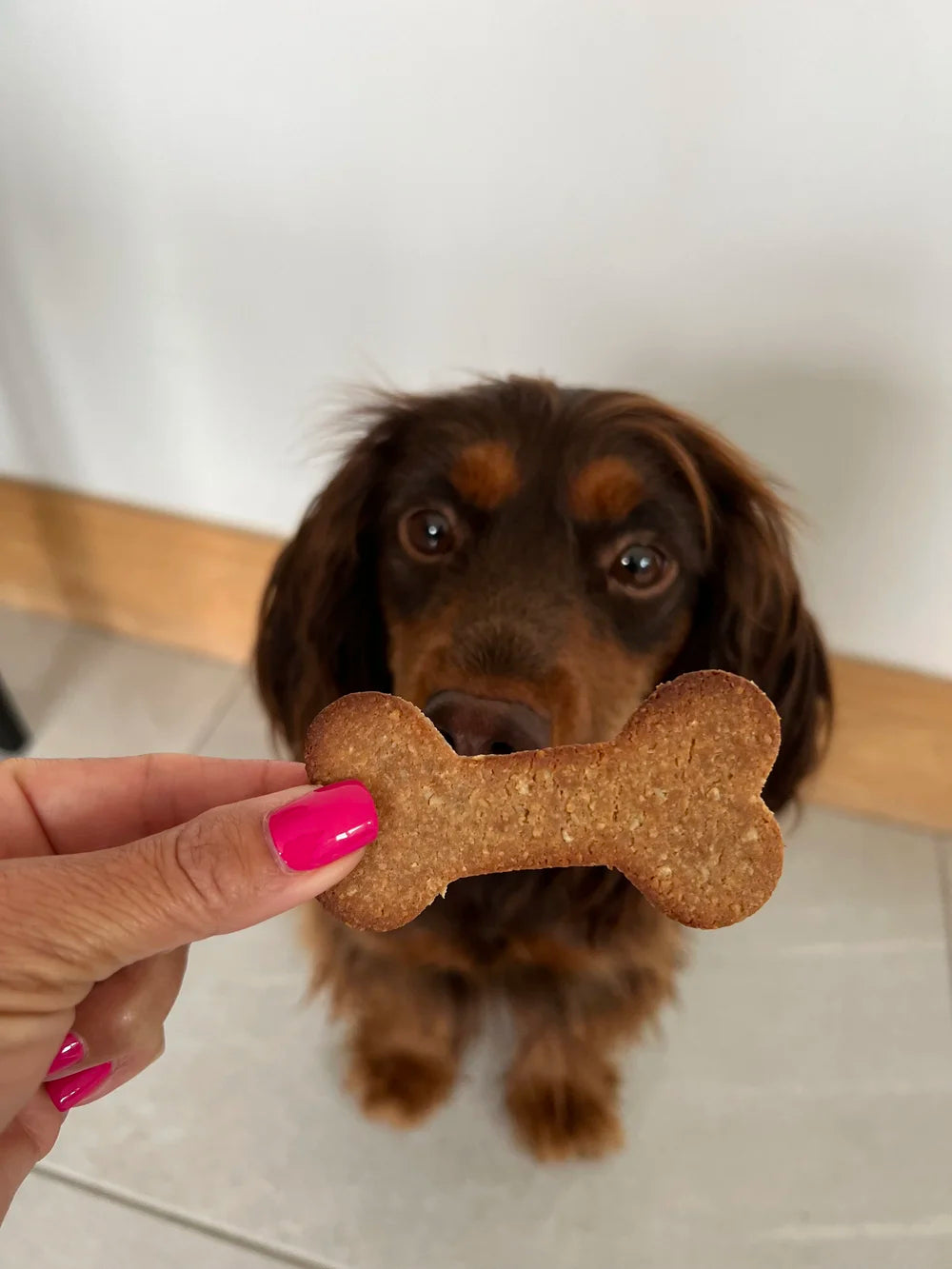 Make-Your-Own Dog Treats: Tasty Cheese & Super Seaweed Biscuits with Cookie Cutter!