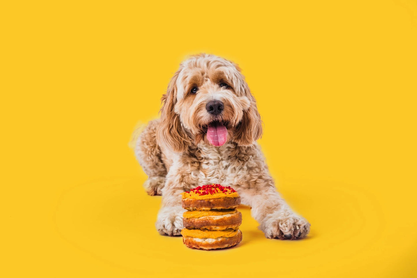 Make Your Own Dog Birthday Cake Kit